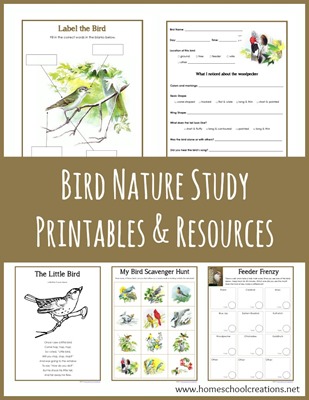 Bird Nature Study Printables Bird Nature Study Printables